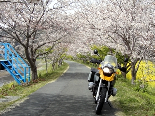 南伊豆にて、桜と菜の花