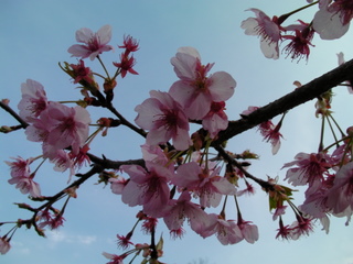 かんなみ桜
