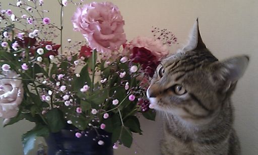 [写真]薔薇と猫
