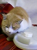 湯たんぽ猫
