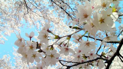 大鹿村の桜