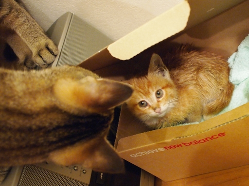 [写真]おっかなびっくりで子猫を覗き込むグスタフ